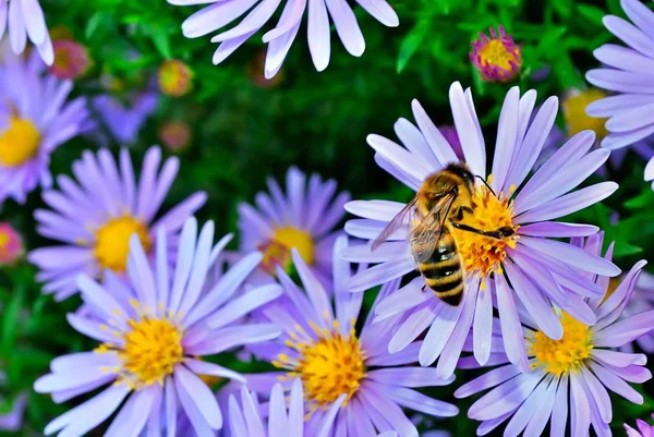 Die Biene Unter Den Violetten Astern Auf Grünem Hintergrund — Stockfoto