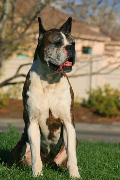 Mannelijke Boxer Hond Buiten Zitten Een Park — Stockfoto