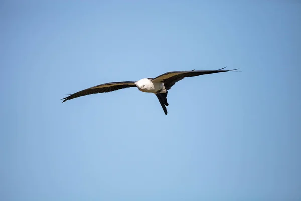 Cometa Cola Golondrina Elanoides Forficatus Vuela Través Cielo Azul Nápoles — Foto de Stock