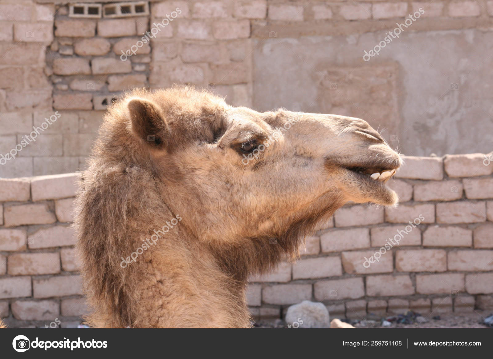 Glückliches Kamel Statt Armut Und Gefangenschaft Sieht Aus Wie Lächeln –  Stockfoto © YAYImages #259751108, image size:1600x1167
