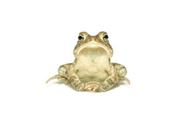 Southern Toad (Bufo terrestris) Isolated on a white background clipart