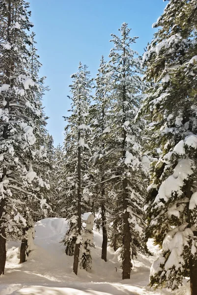 Día Invierno Soleado Entre Las Coníferas Lago Tahoe —  Fotos de Stock
