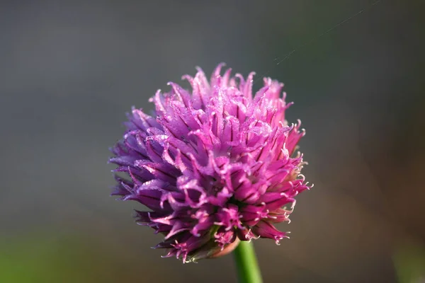 Flor Chive Allium Schoenoprasum Temprano Mañana Con Rocío — Foto de Stock