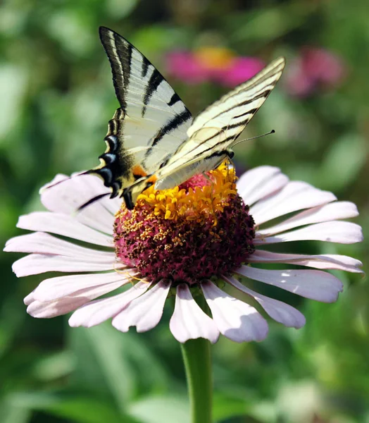 Schmetterling Seltener Schwalbenschwanz Auf Blume Sitzend Zinnie — Stockfoto