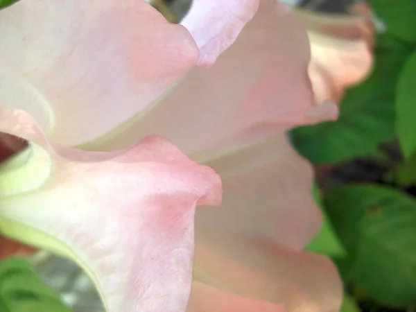 昏暗的粉红色开花的医学植物 这也是一种甜味有毒的植物 植物面额是布鲁格曼西亚的紫红色 横向视图 — 图库照片