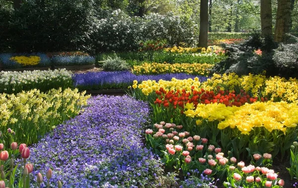 Lkbaharda Çiçekleri Çok Çiçekli Çiçek Açan Park — Stok fotoğraf