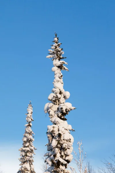Mavi Gökyüzünde Karla Kaplı Köknar Ağacı — Stok fotoğraf