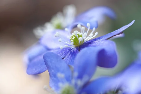 Blauglocke Ist Ein Symbol Des Frühlings — Stockfoto