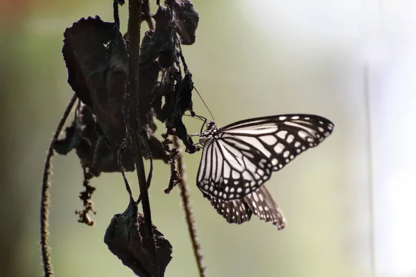 Schöner Schmetterling Auf Einem Zweig Garten — Stockfoto