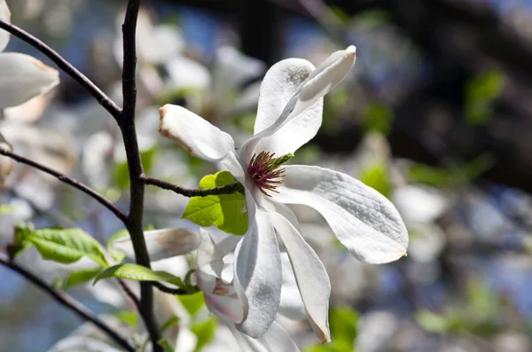 Красивые Цветы Дерева Магнолии — стоковое фото