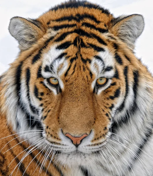 Retrato Cerca Hermoso Tigre Siberiano — Foto de Stock