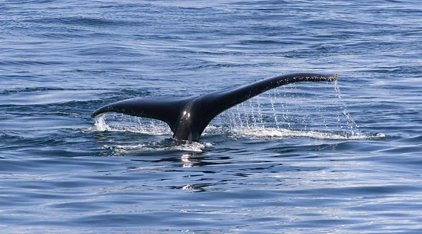 Tail Humpback Whale Megaptera Novaeangiae Gerlache Strait Antarctica — Stock Photo, Image