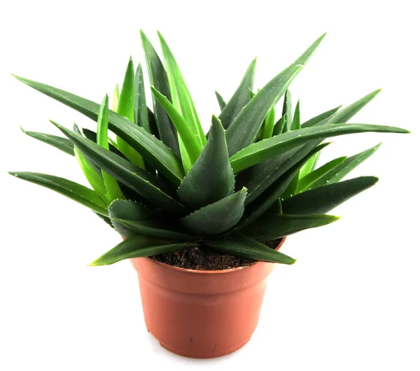 Aloe Vera Bitkisi Beyaz Üzerine Izole — Stok fotoğraf