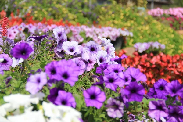 Muchas Flores Jardín —  Fotos de Stock