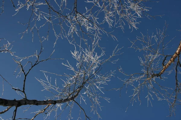 Ramos Árvores Céu — Fotografia de Stock