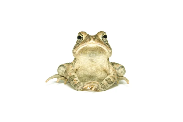 Rospo Del Sud Bufo Terrestris Isolato Fondo Bianco — Foto Stock