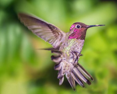 Anna's Hummingbird in Flight, Color Image, Day clipart