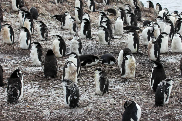 Wild Chinstrap Penguin Standing Antarctica Peninsula — Stock Photo, Image