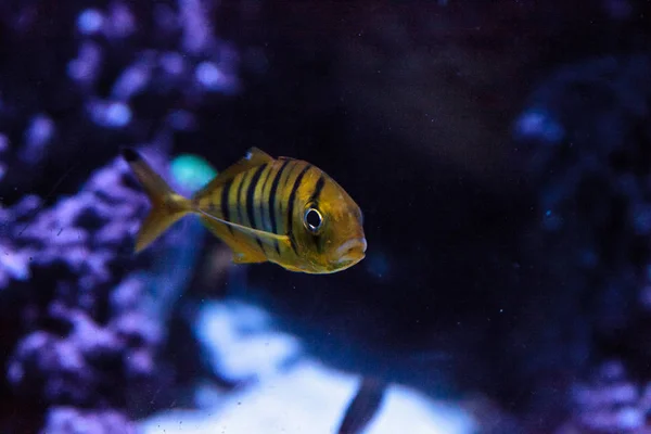 Golden Jack Gnathanodon Speciosus Schwimmt Aquarium — Stockfoto
