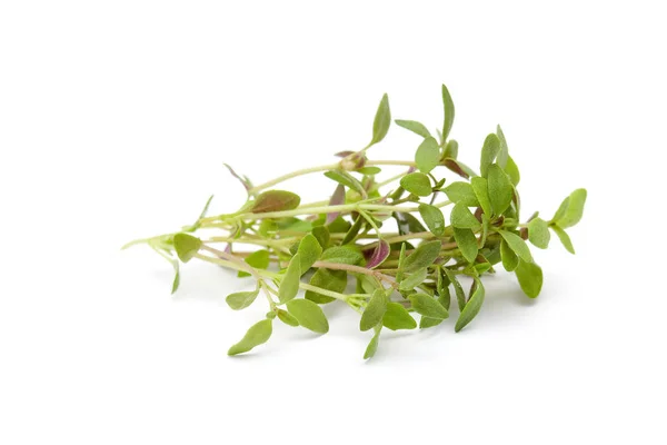 Tutup Thyme Segar — Stok Foto