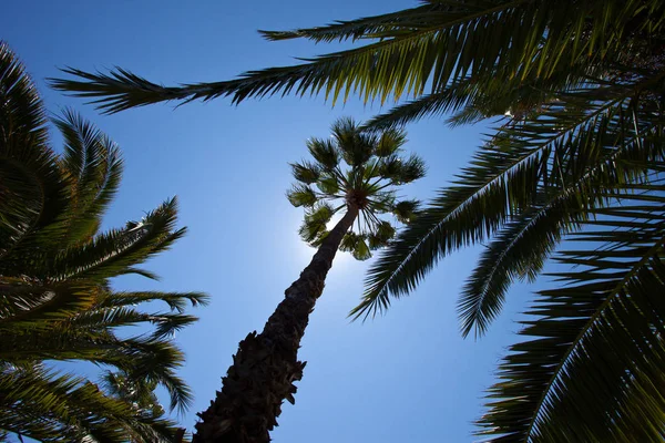 Árboles Tropicales Contra Cielo Azul —  Fotos de Stock