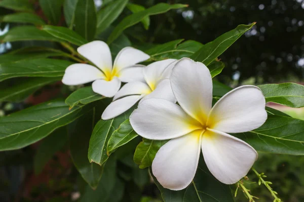 Blossom White Yellow Flower Plumeria Frangipani Put Green Leaf Happy — Stock Photo, Image