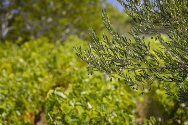 Olivos Aceitunas Viñedos Isla Dálmata Brac Croacia — Foto de Stock