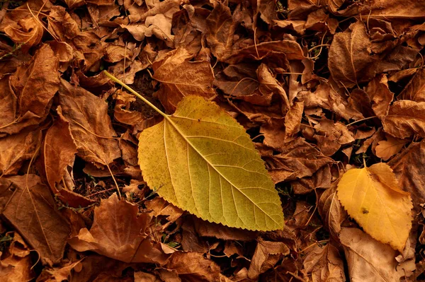 Φθινόπωρο Σπουδής Από Φύλλα Πέσει Προς Κάτω Κίτρινο Και Καφέ — Φωτογραφία Αρχείου