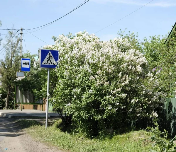 Arbusto Flores Blancas Lila Una Señal Tráfico Azul — Foto de Stock