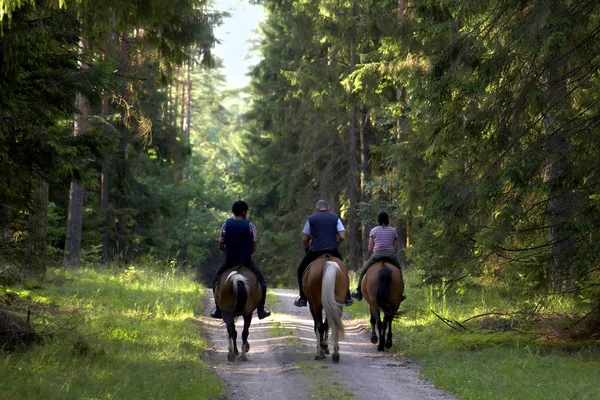 Les Gens Vont Cheval Travers Forêt — Photo