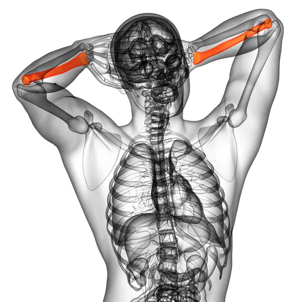 Render Medical Illustration Radius Bone Front View — Stock Photo, Image