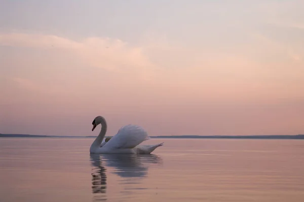 Labuť Jezeře Slunečný Den Labutě Rybníku Série Nature — Stock fotografie