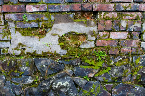 Стара Зруйнована Цегляна Стіна Має Рослини Ростуть Ній Шматки Цегли — стокове фото