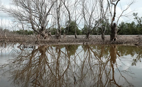 Dry Mangrove Forest Mau Viet Nam Group Dried Tree Reflect — Stock Photo, Image