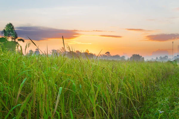 Rýžové Pole Farmáře Slunce Ranním Čase Thajsku — Stock fotografie