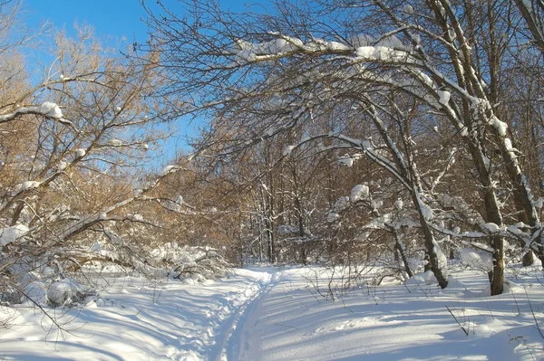 Zimowy Krajobraz Lesie Śniegu — Zdjęcie stockowe