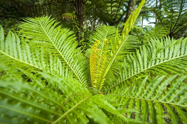 Hojas Helecho Parque — Foto de Stock