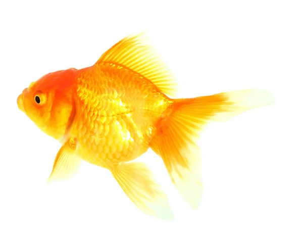 Peixe Dourado Isolamento Branco — Fotografia de Stock