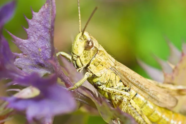 Fechar Gafanhoto Natureza Selvagem — Fotografia de Stock