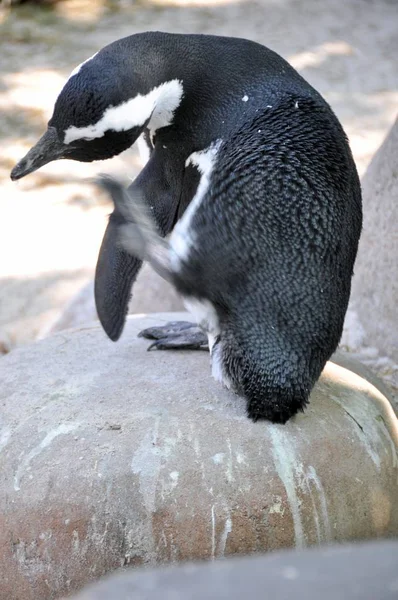 Închiderea Unui Pinguin Tânăr Picioare Stâncă Zgâriindu Capul — Fotografie, imagine de stoc