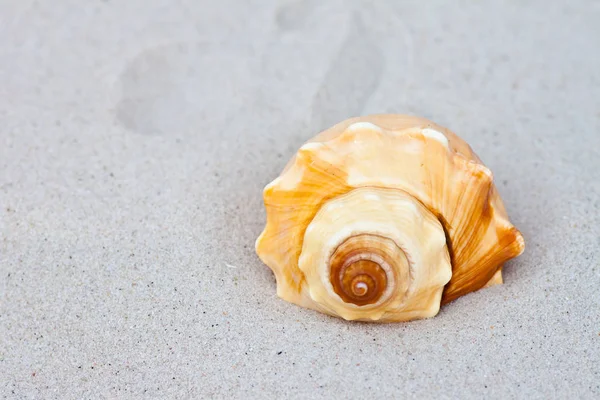 Coquillages Sur Sable — Photo