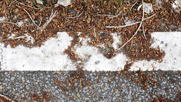 Verlaten Weg Nederland Niet Wordt Gebruikt Voor Een Lange Tijd — Stockfoto