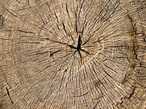 Κορμός Δέντρου Σαφή Ετήσια Δαχτυλίδια Ξύλινη Υφή Κοντινό — Φωτογραφία Αρχείου