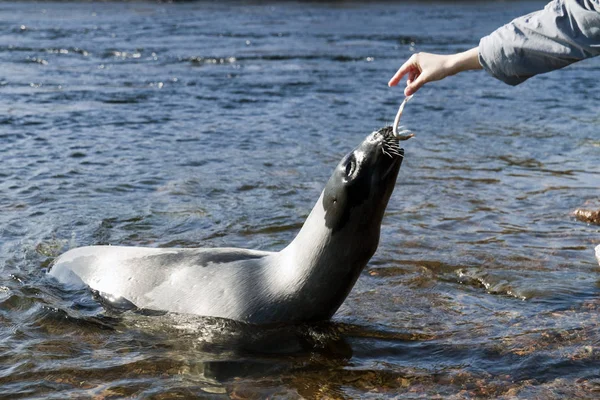 Girl Fed Seals Kandalaksha Bay White Sea — Stock Photo, Image