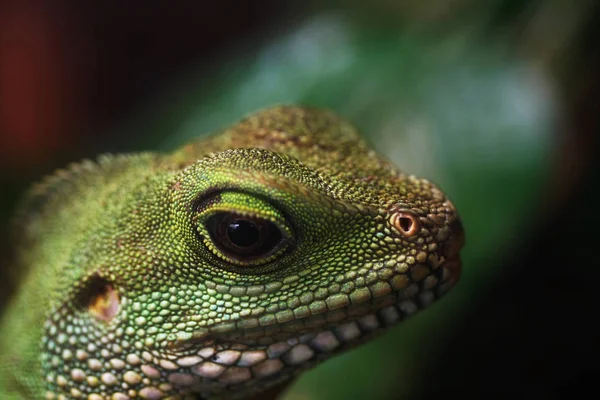 Dragão Água Verde Physignathus Cocincinus — Fotografia de Stock