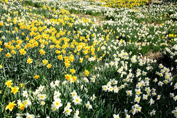 在植物园在春天盛开的水仙花 — 图库照片