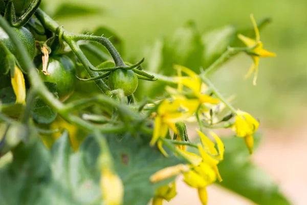 咲く黄色のトマト植物花のクローズ アップ — ストック写真