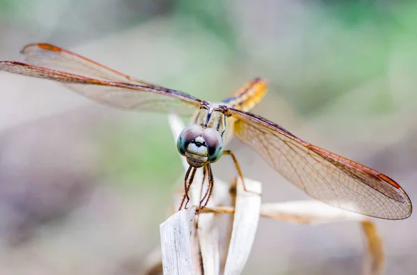 Close Libellula Erba Secca Con Sfondo Sfocato — Foto Stock