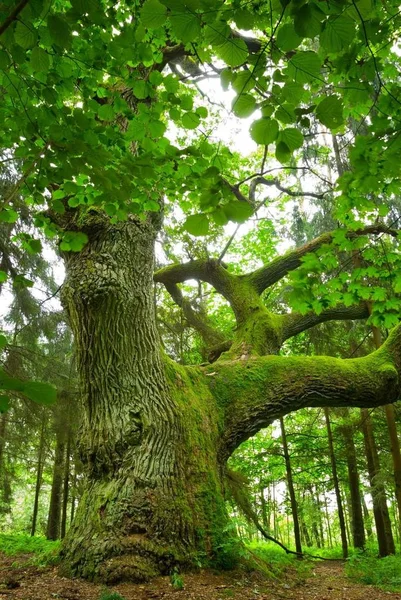 Могутній Дуб Лісі Mazury Польща — стокове фото