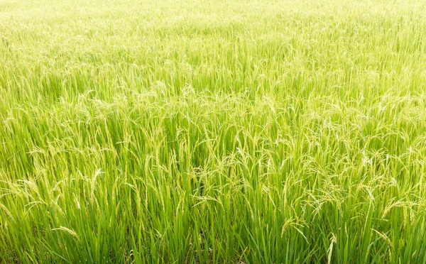 农村绿色稻田的背景 — 图库照片